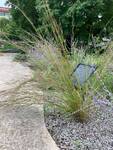 Plant name: Little Blue Stem Schizachyrium scoparium 